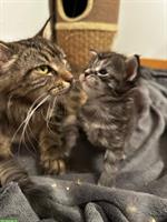 2 süsse Maine Coon Kitten suchen ihr für immer zuhause