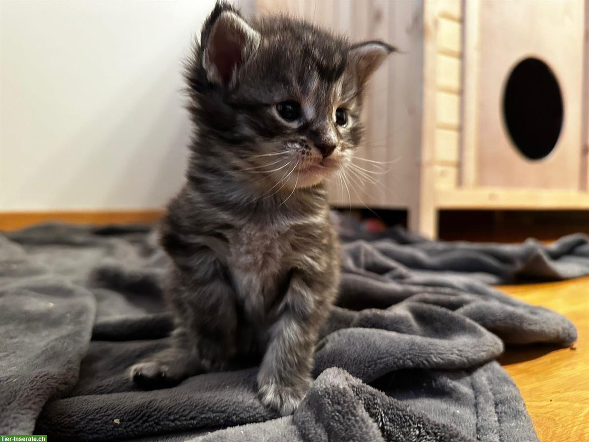 Bild 2: 3 süsse Maine Coon Kitten suchen ihr für immer zuhause