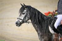 10-jähriger Pony Wallach, 1.48m zu verkaufen
