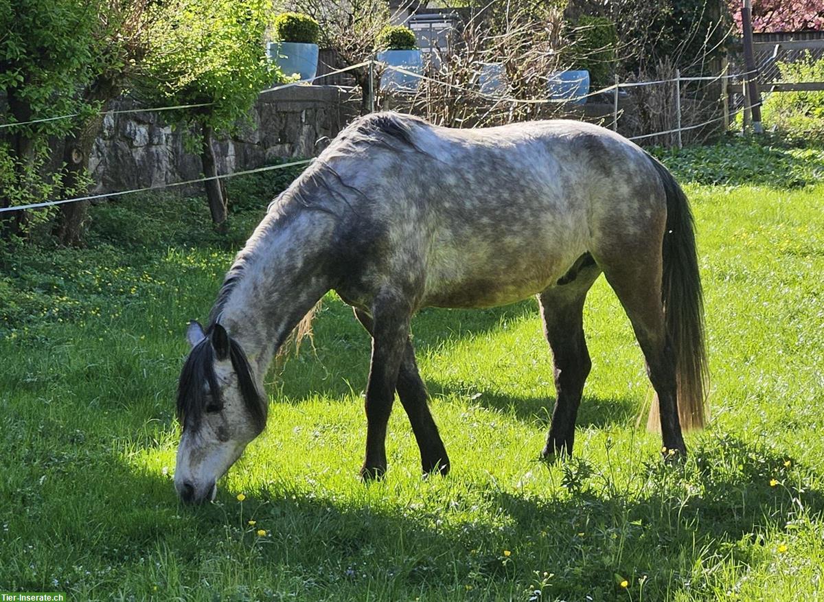 Bild 6: 10-jähriger Pony Wallach, 1.48m zu verkaufen