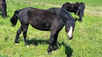 Schöne Dartmoor Pony Stute, 5-jährig, 120cm gross