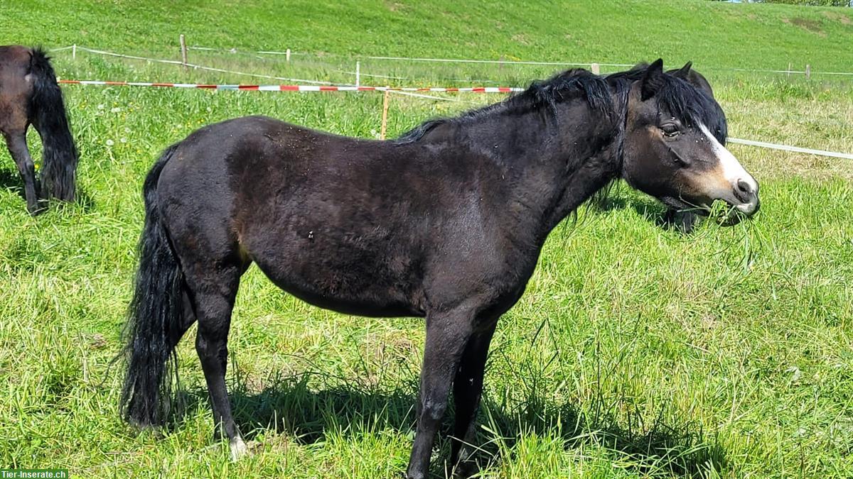 Bild 2: Schöne Dartmoor Pony Stute, 5-jährig, 120cm gross