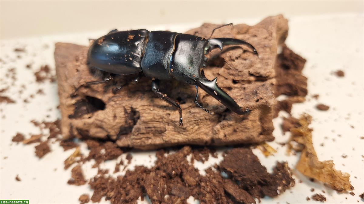 Hirschkäfer, Dorcus titanus castanicolor aus Schweizer Nachzucht