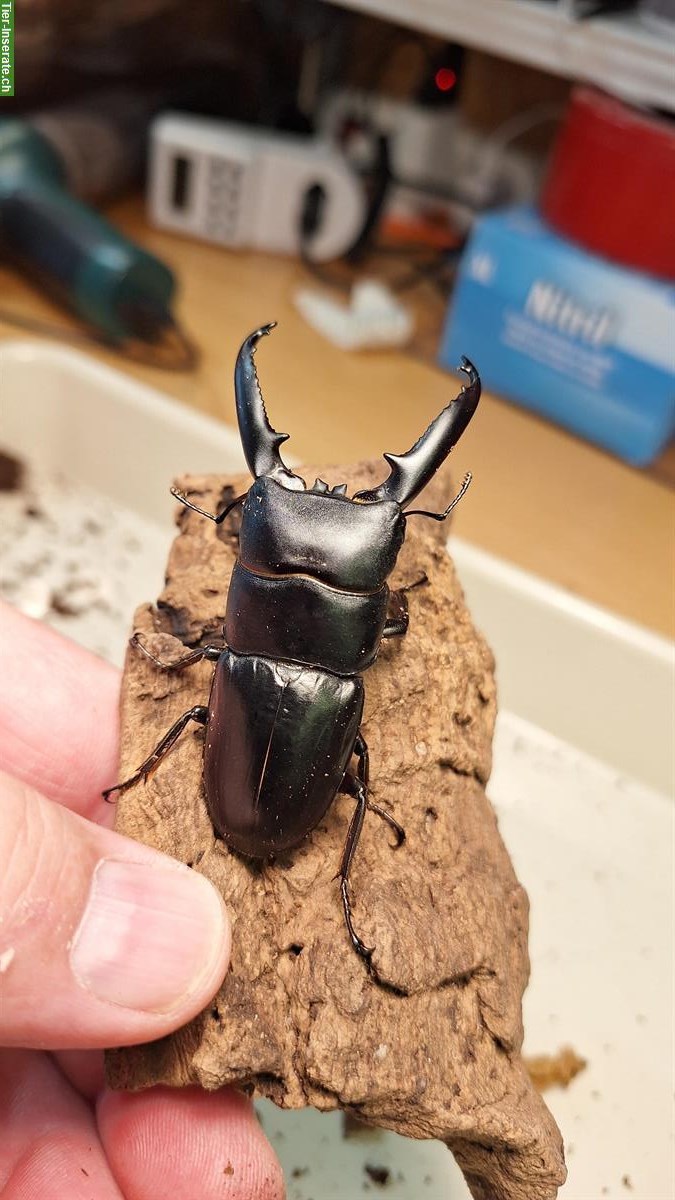 Bild 3: Hirschkäfer, Dorcus titanus castanicolor aus Schweizer Nachzucht