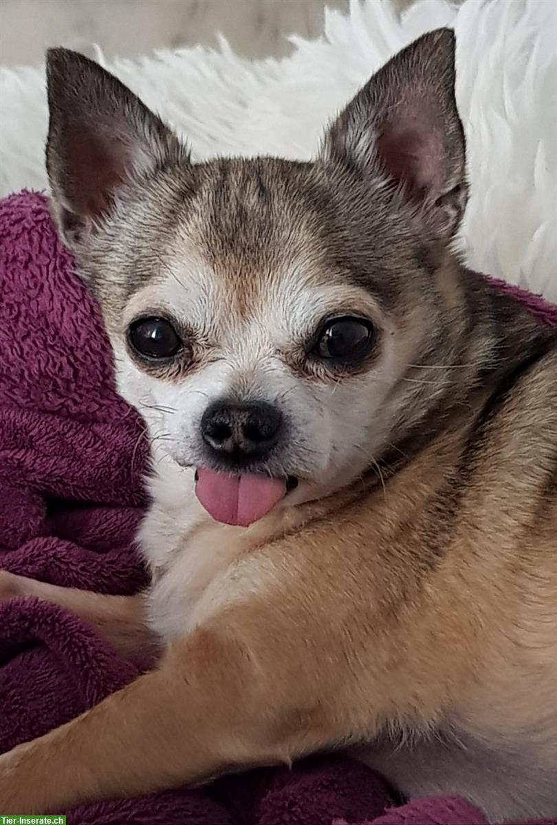 Betreuung gesucht für 16-jährigen Chihuahua