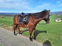 Biete Reitbeteiligung & Reitstunden auf sehr gut ausgebildetem braven Kleinpferd