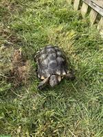 Männliche Breitrandschildkröte zu verkaufen