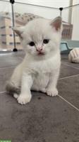 BKH Kitten in blue point zu verkaufen