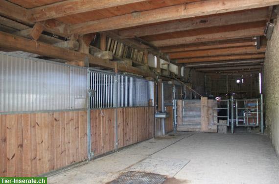 Bild 6: Freistehendes Zweifamilienhaus mit Pferde-Infrastruktur zu verkaufen
