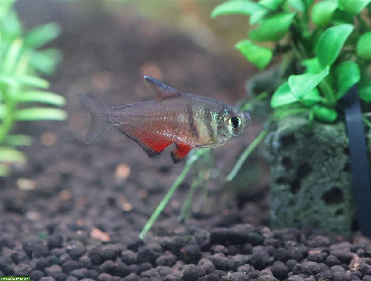 Bild 3: Salmler «Roter von Rio», Hyphessobrycon Flammeus