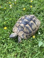 Griechische Landschildkröten Weibchen THB, 20-jährig, Testudo hermanni boettgeri