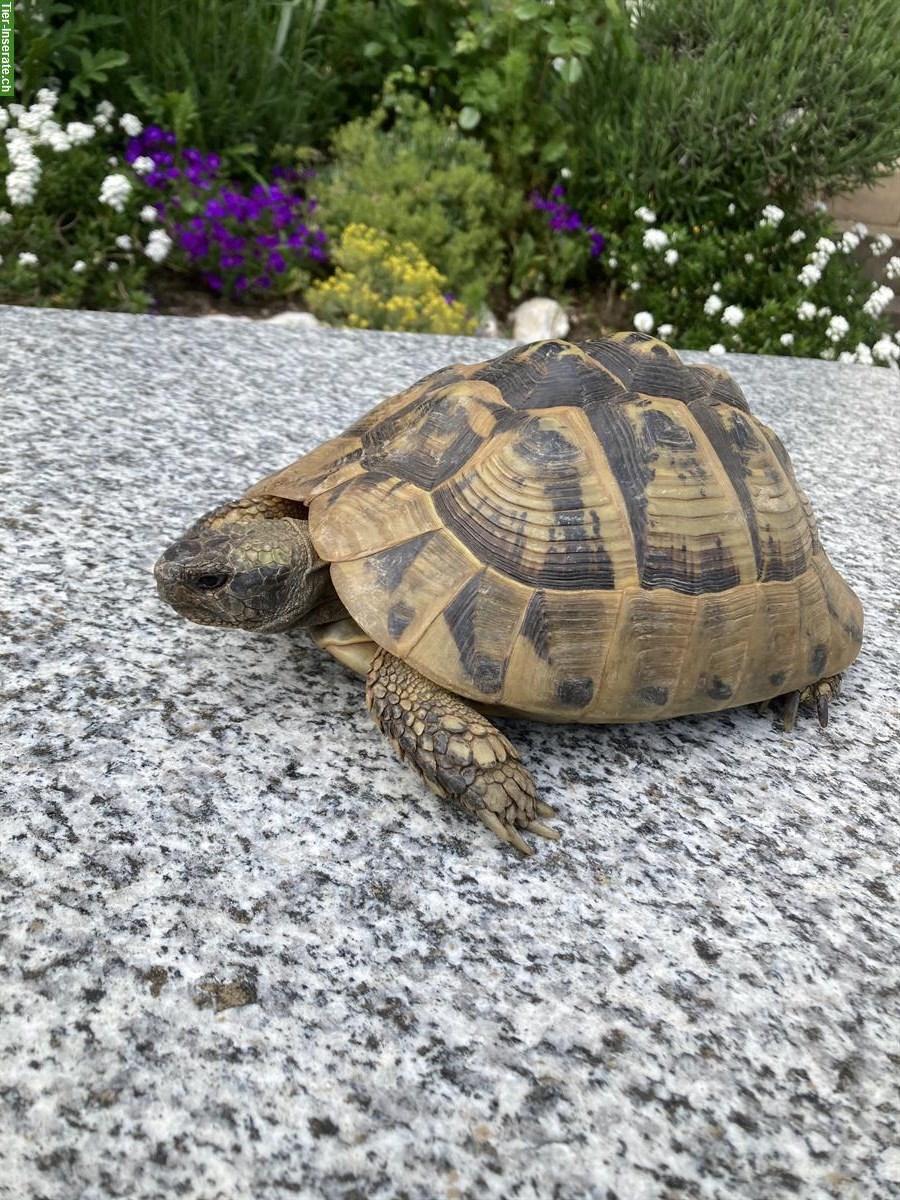 Bild 2: Griechische Landschildkröten Weibchen THB, 20-jährig, Testudo hermanni boettgeri