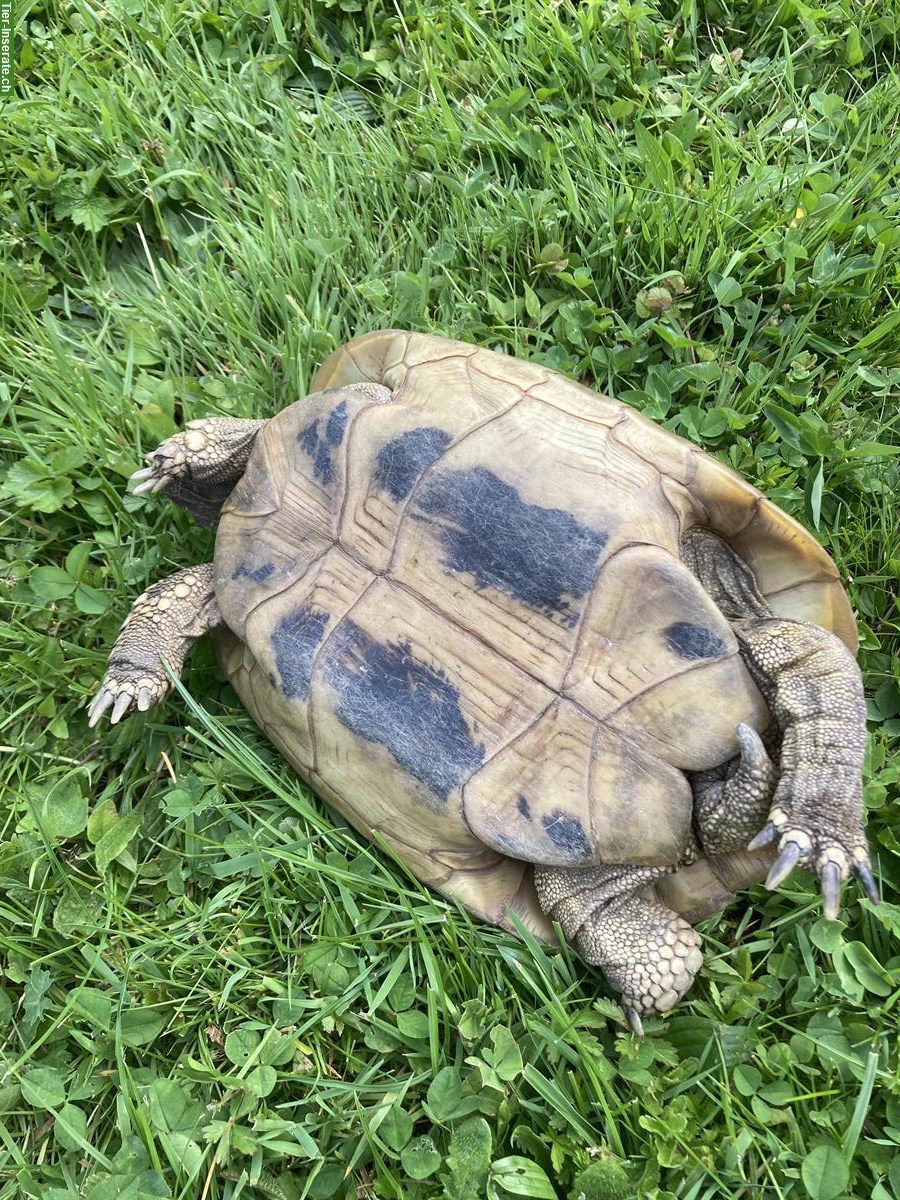 Bild 3: Griechische Landschildkröten Weibchen THB, 20-jährig, Testudo hermanni boettgeri