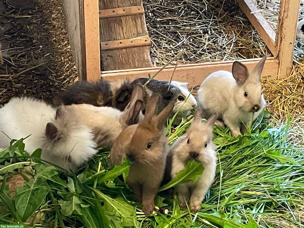 Kaninchen & Meerschweinchen Auffangstation/Vermittlung