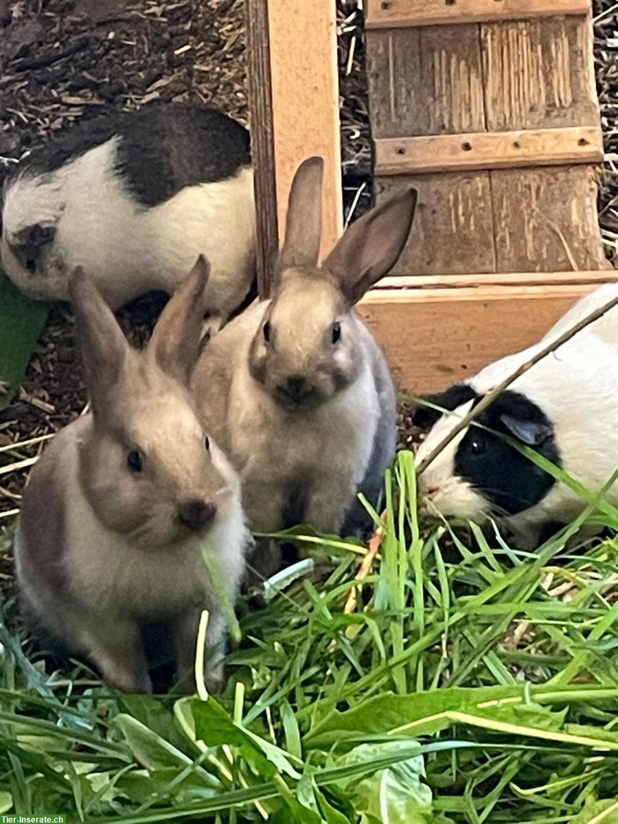 Bild 4: Kaninchen & Meerschweinchen Auffangstation/Vermittlung