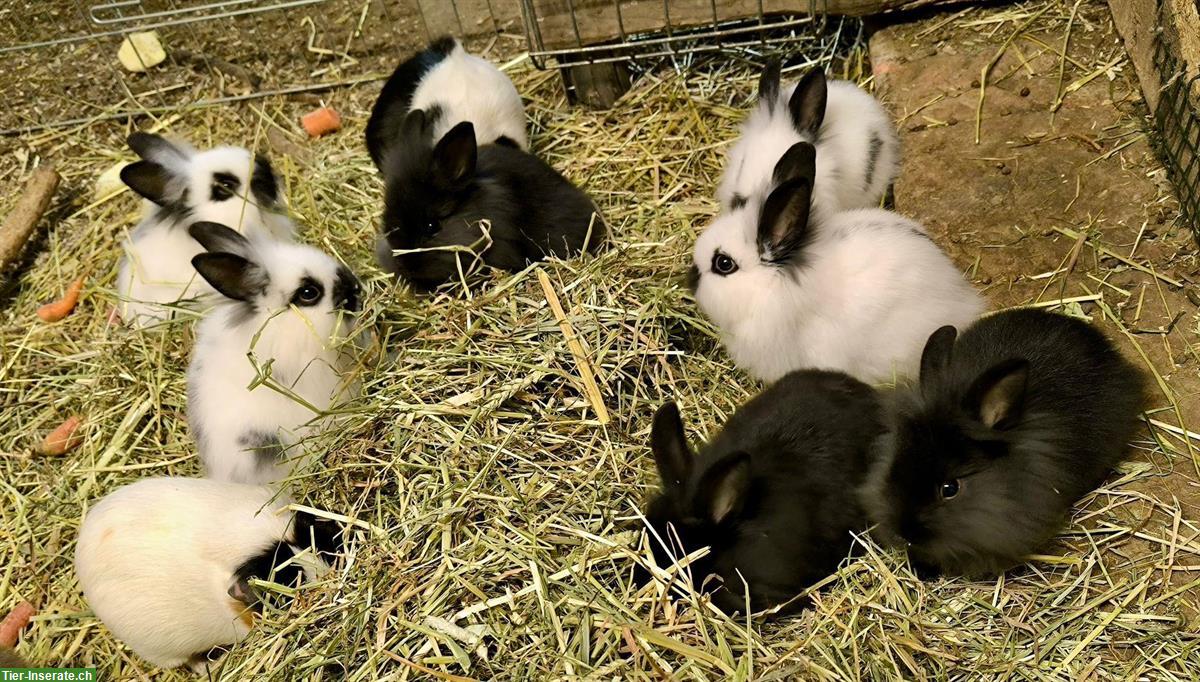 Bild 5: Kaninchen & Meerschweinchen Auffangstation/Vermittlung