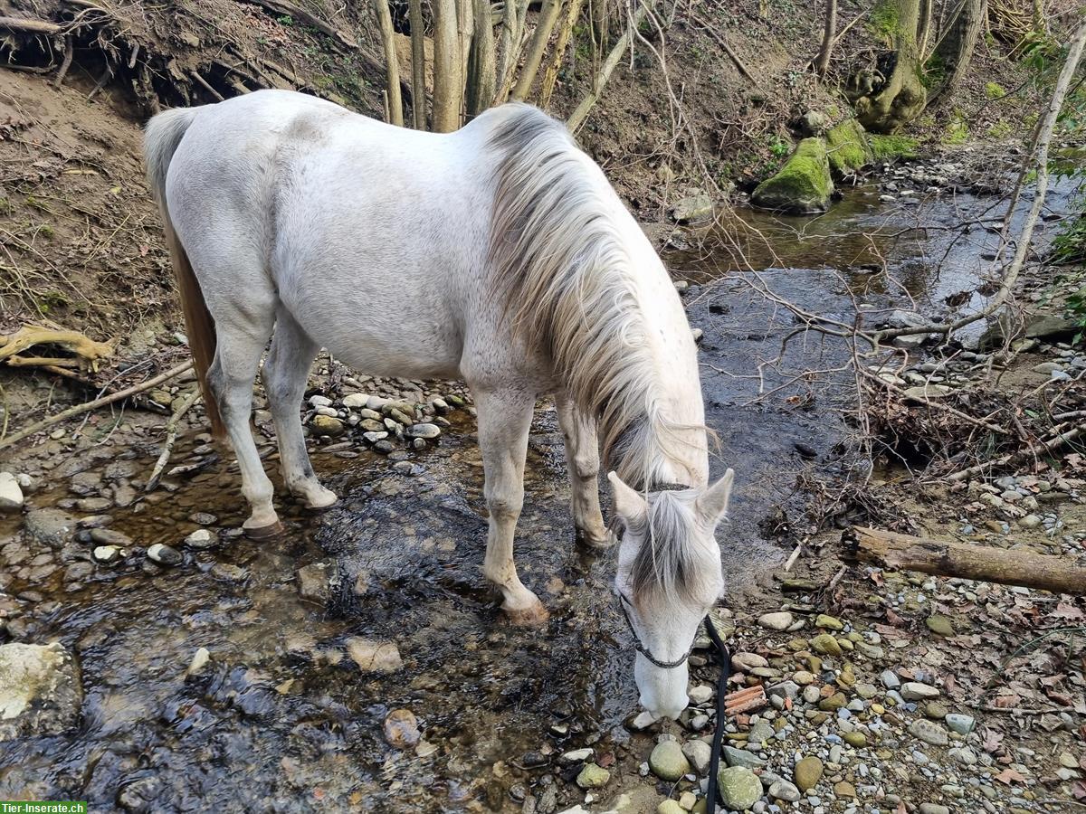 Reitunterricht / Bodenarbeitsunterricht Natural Horsemanship