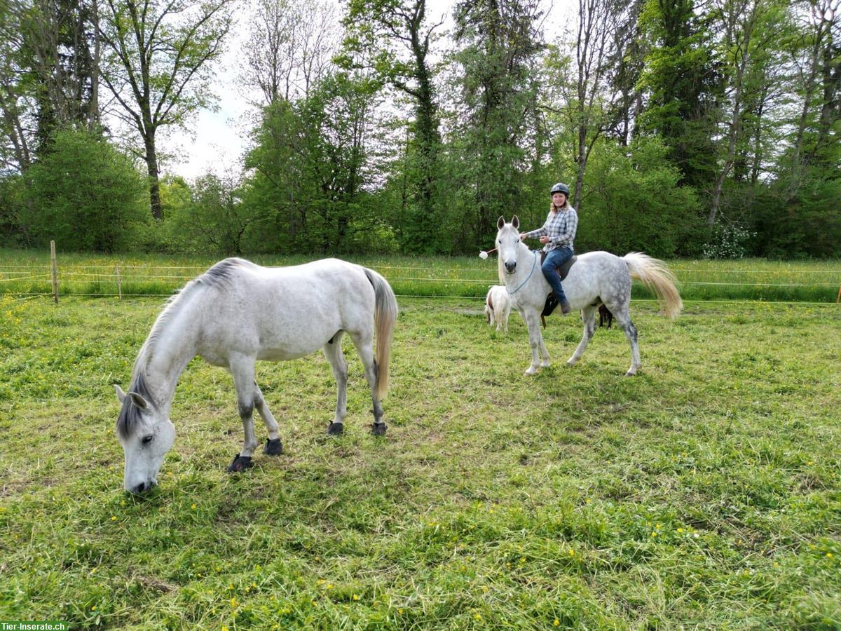 Bild 2: Reitunterricht / Bodenarbeitsunterricht Natural Horsemanship