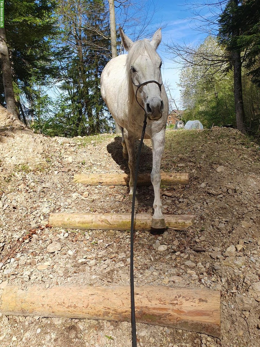 Bild 3: Reitunterricht / Bodenarbeitsunterricht Natural Horsemanship