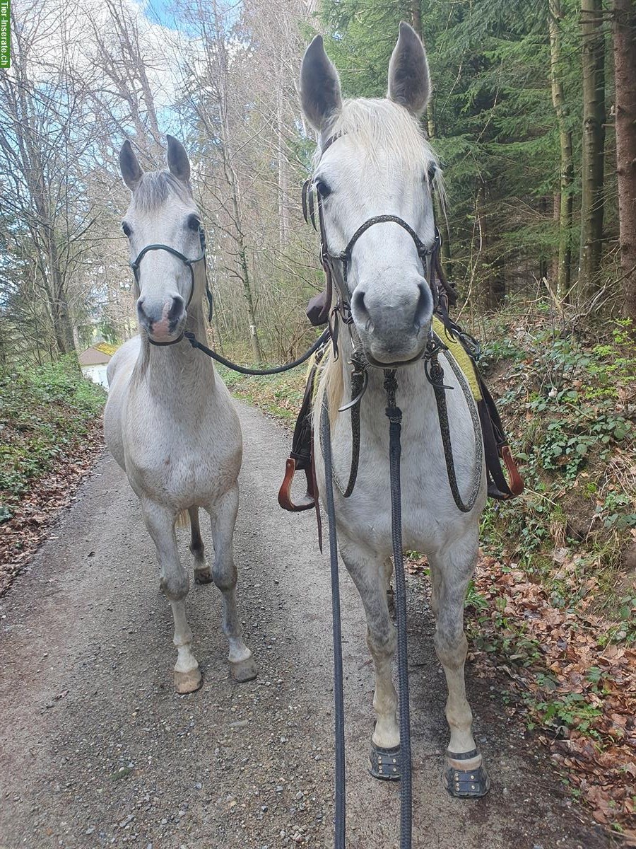 Bild 4: Reitunterricht / Bodenarbeitsunterricht Natural Horsemanship