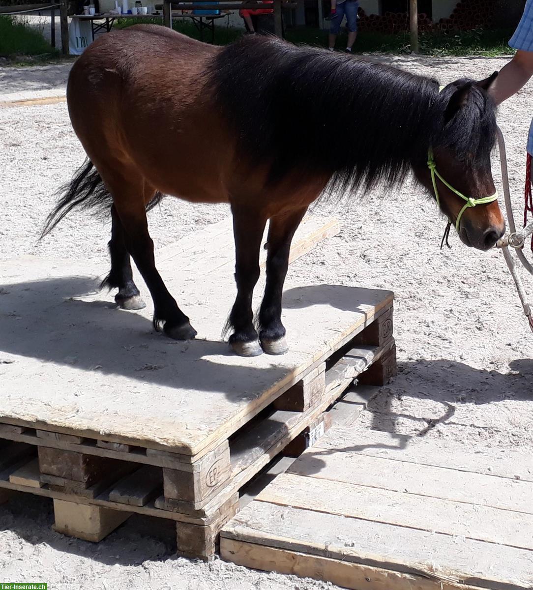 Bild 6: Natural Horsemanship Unterricht Bodenschule und Reiten