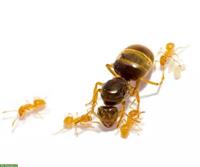 Lasius flavus Ameisen Kolonie zu verkaufen
