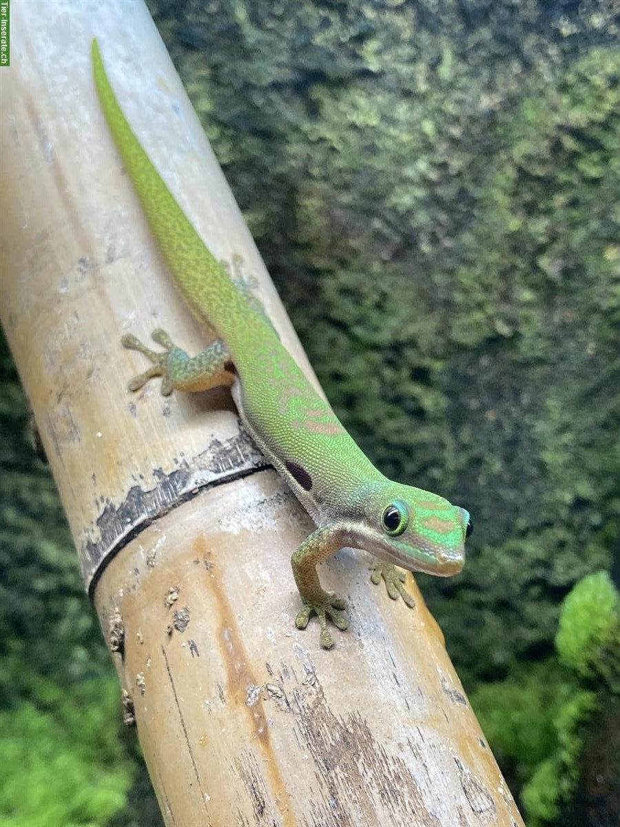 Phelsuma lineata bombetokensis, Streifentaggecko