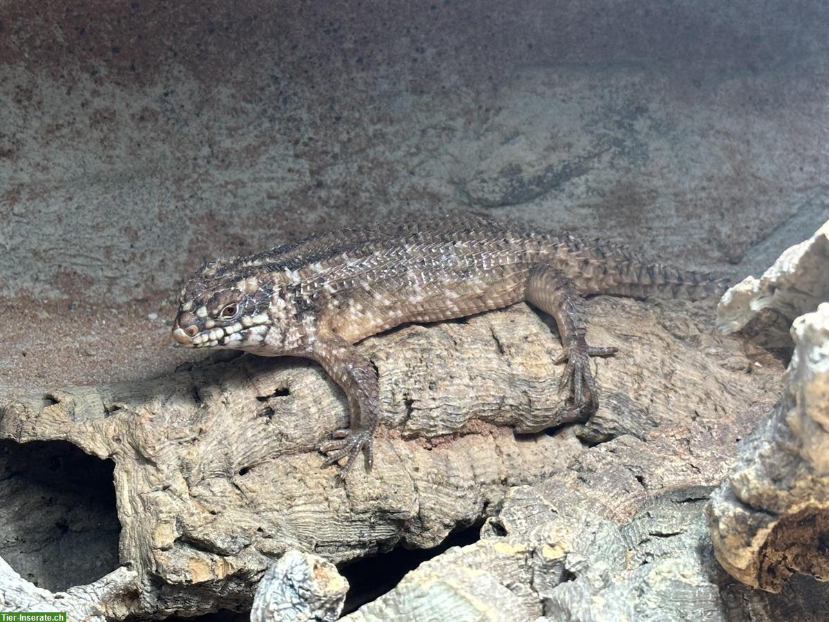 1.0 Egernia hosmeri abzugeben, australischer Stachelschwanzskink