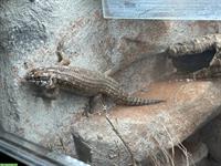 1.1 Egernia hosmeri Paar, australischer Stachelschwanzskink