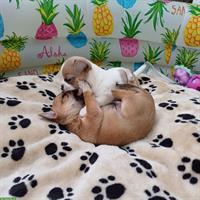 Süsse Chihuahua Welpen, Rüden zu verkaufen