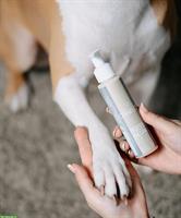 Pfotenbalsam für Hunde | 100 ml | CANELO rein natürlich