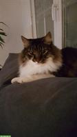 Maine Coon Kater noch immer vermisst/spurlos verschwunden