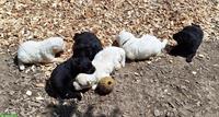 6 wunderschöne Altdeutsche Schäferhund Welpen suchen Ihre Herzensplätze