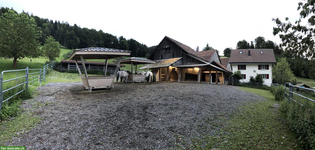 Freier Platz für Pferd/Pony in Offenstall im Zürcher Oberland