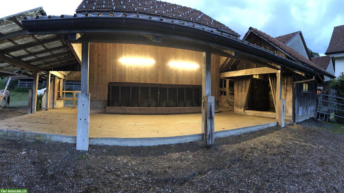 Bild 3: Freier Platz für Pferd/Pony in Offenstall im Zürcher Oberland