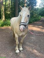American Cream Draft Horse, 150cm ans Futter abzugeben