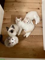 Reinrassige Ragdoll Kitten suchen neues Zuhause