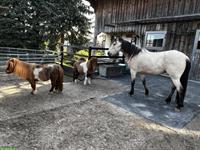 Offenstallplatz für Kleinpferd / Pony zu vergeben in Oetwil am See ZH
