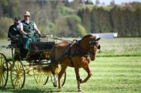 Schöne Freiberger Fuchsstute mit 0.78 fremdblut