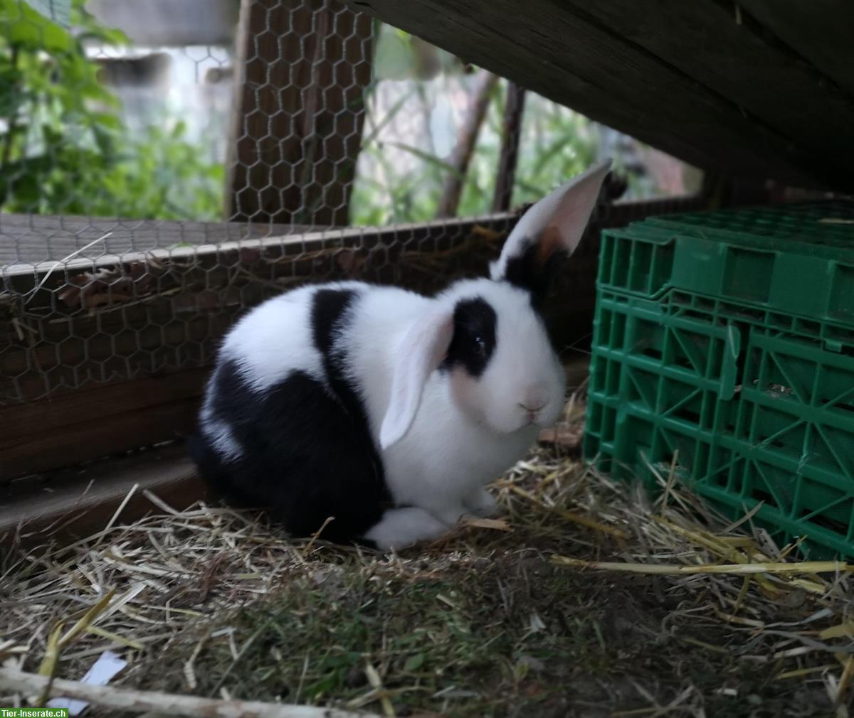 Bild 3: Junge Holländer Kaninchen Mischlinge abzugeben