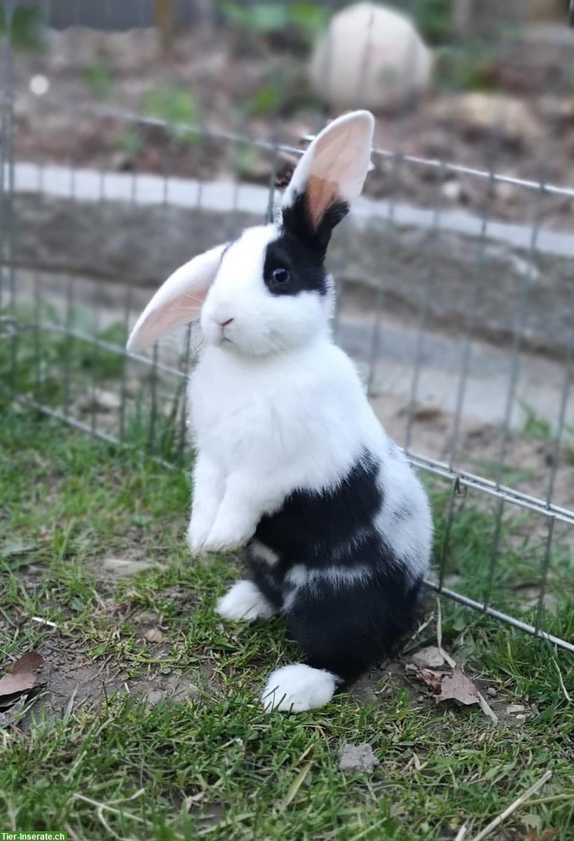 Bild 4: Junge Holländer Kaninchen Mischlinge abzugeben
