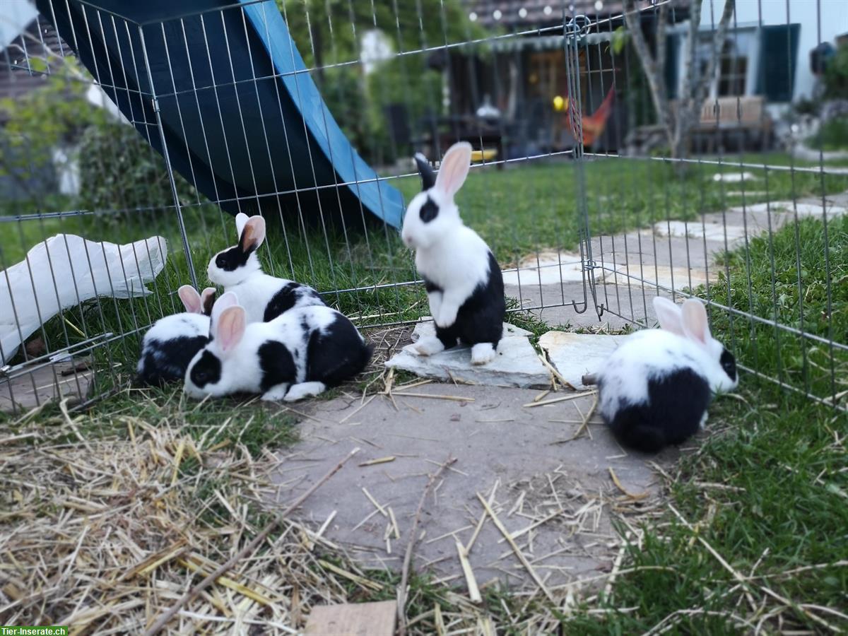 Bild 5: Junge Holländer Kaninchen Mischlinge abzugeben