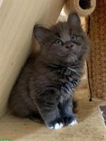Wunderschöne Maine Coon Kitten, blue tabby & blue/white