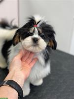 Lhasa Apso Welpen mit Stammbaum zu verkaufen