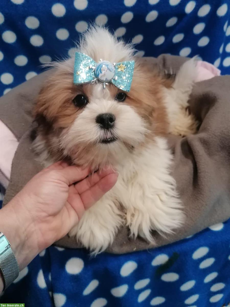 Bild 2: Lhasa Apso Welpen zu verkaufen