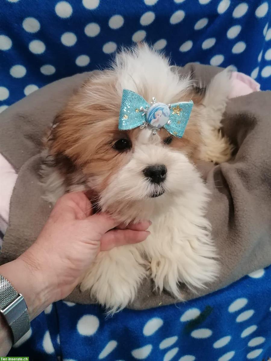 Bild 3: Lhasa Apso Welpen zu verkaufen