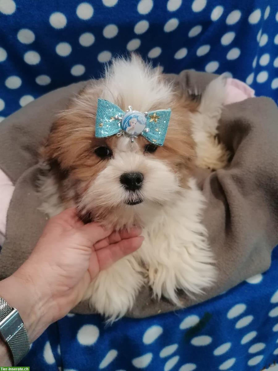 Bild 4: Lhasa Apso Welpen zu verkaufen