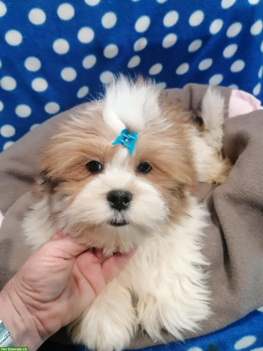 Bild 5: Lhasa Apso Welpen zu verkaufen