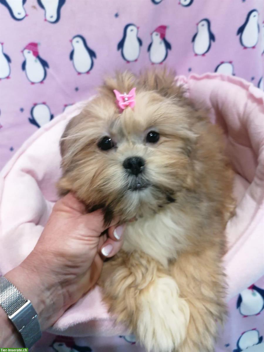 Bild 6: Lhasa Apso Welpen zu verkaufen