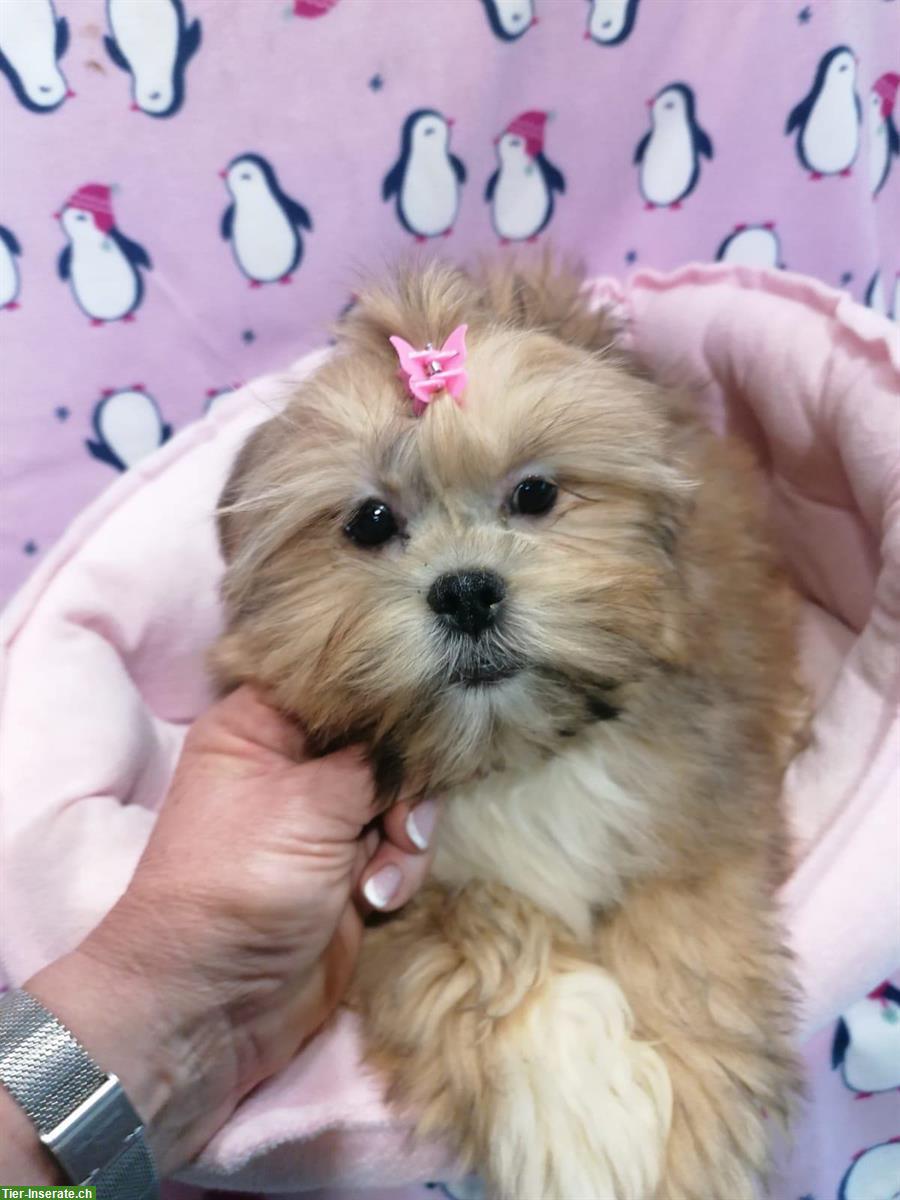 Bild 7: Lhasa Apso Welpen zu verkaufen